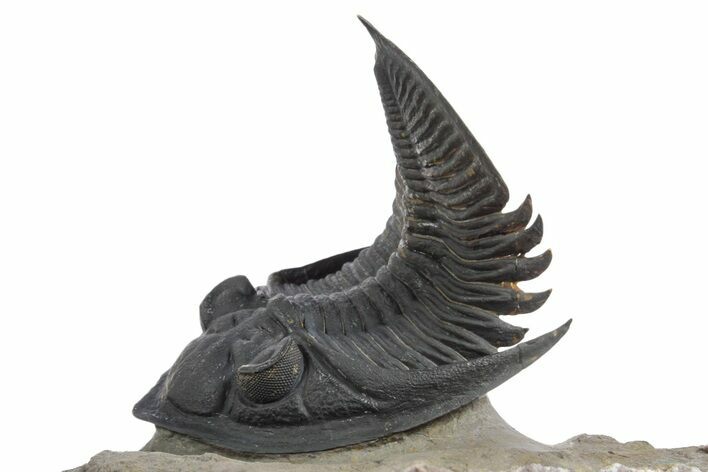 Flying Zlichovaspis Trilobite - Atchana, Morocco #348376